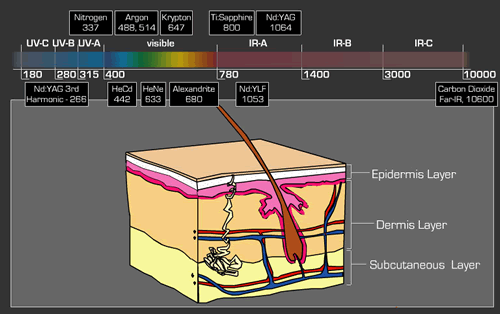 Graphical image of skin layers