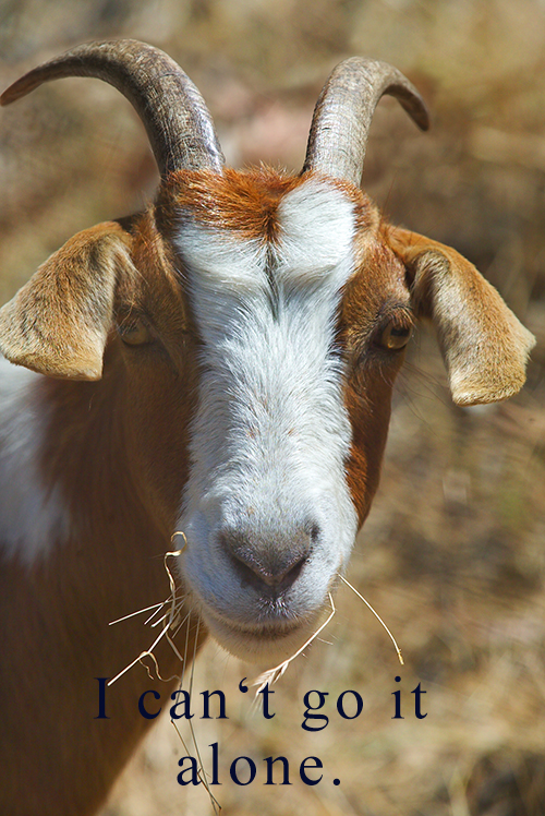 Goat on hillside of Lab. 