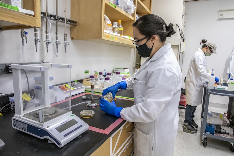 Dahlia An working in the lab at B70A on Monday, May 25, 2021 in Berkeley, Calif. 05/25/21
Chris Rosen, Kathleen Bjornstad, Roger Pallares, David Faulkner, and Dahlia An are part of a
research team led by Rebecca Abergel (not pictured), a faculty scientist in Berkeley Lab’s Chemical Sciences Division and assistant professor of nuclear engineering at UC Berkeley. By exposing baker’s yeast, aka Saccharomyces cerevisiae, to lanthanide metals, the researchers have uncovered the most complete portrait yet of lanthanides and their potential toxicity. Their findings were published in the journal Proceedings of the National Academy of Sciences.